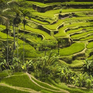 Gate of Heaven, DE, Ganztägig in Süd-Bali: Indonesien Bali Ubud Tegallalang