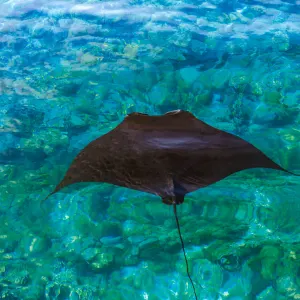 Kleine Sundainseln mit Ombak Putih | Katharina LBJ-LBJ ab Labuan Bajo: Indonesien Komodo Island Manta Point