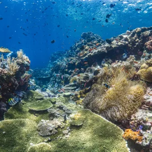 Abenteuer Komodo ab Labuan Bajo: Indonesien Komodo Island Unterwasserwelt