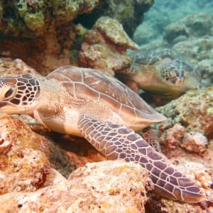 Okinawa Island Escape: Japan Ishigaki Scuba Diving Schildkröte