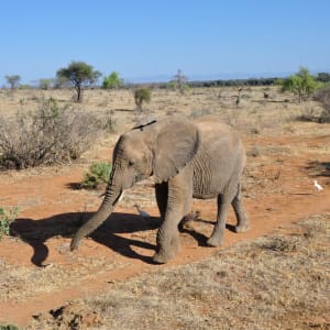 Faszination Kenia ab Nairobi: Kenia Elefant