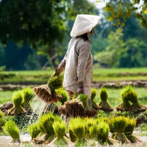 Überland von Luang Prabang nach Vientiane mit dem Zug: Laos Reisbauerin