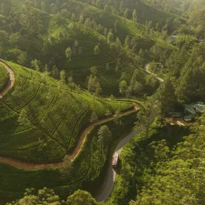 Ceylon Tea Trails in Hatton:  Ceylon Tea Trails