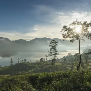 Ceylon Tea Trails in Hatton:  Ceylon Tea Trails