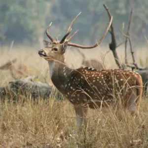 Samode Safari Lodge in Madhya Pradesh | Khajuraho:  Indien Samode Safari Lodge - Bandhavgarh national park