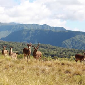 Diana Dea Lodge in Zentral La Réunion:  Reunion Diana Dea Lodge Umgebung