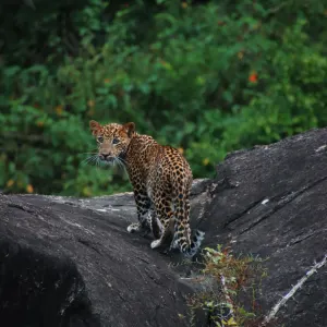 Wild Coast Tented Lodge in Yala National Park:  Wild Coast Tented Lodge