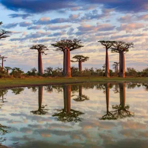 Morondava - Kleine & Große Tsingy ab Antananarivo: Madagaskar Baobab Bäume Sonnenuntergang