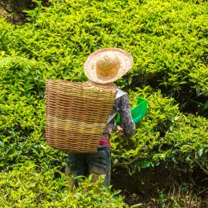 Cameron Highlands ab Kuala Lumpur: Malaysia Cameron Highlands