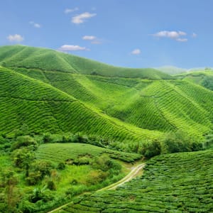 Höhepunkte Malaysias ab Kuala Lumpur: Malaysia Cameron Highlands Teeplantagen