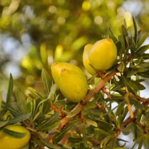 Marokkos Süden - Natur & Kultur ab Agadir | Taghazout: Marokko Argan Baum