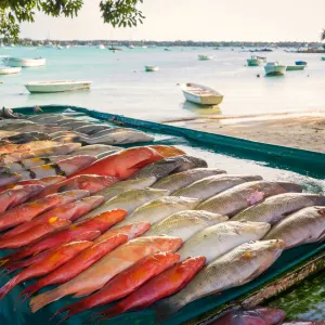 Mauritius entdecken ab Süd | Südwesten: Mauritius Fangfrischer Fisch