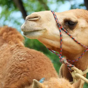 Erlebnis Wüste ab Muscat: Oman Kamel