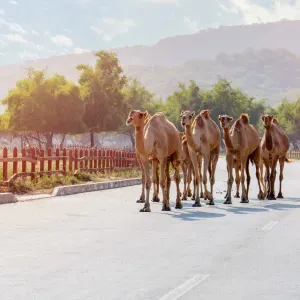 Auf den Spuren der Weihrauchroute ab Salalah: Oman Salalah Kamele auf der Strasse