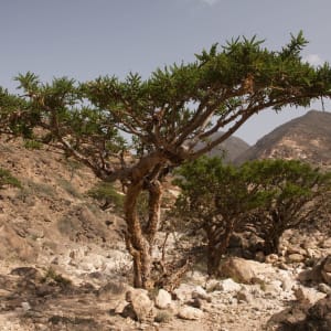 Wadi Ayun, EN, Ganztägig in Salalah: Oman Weihrauchbaum