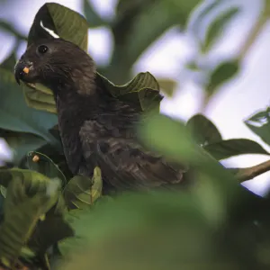 Inselkombination Praslin & Mahé: Seychellen Black Parrot