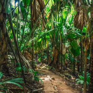 Vallée de Mai & Anse Lazio, EN, Ganztägig in Praslin: Seychellen Praslin Vallee de Mai