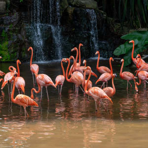 Zoo-Nacht-Safari, EN, Halbtägig in Singapur: Singapur Flamingos