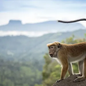 Familienabenteuer Sri Lanka ab Colombo: Sri Lanka Affe