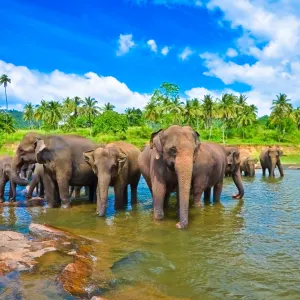 Familienabenteuer Sri Lanka ab Colombo: Sri Lanka Elefanten