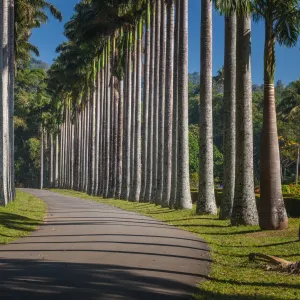 Naturpfade Sri Lankas ab Colombo: Sri Lanka Kandy botanischer Garten