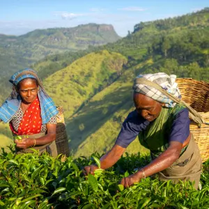 Auf den Spuren des Tees ab Colombo: Sri Lanka Teeplantage