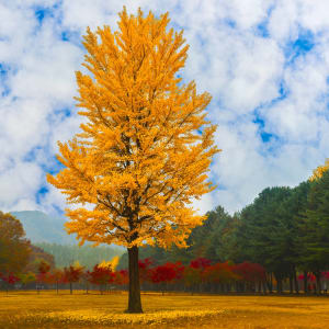 Südkoreas Nationalparks ab Seoul: Südkorea Herbstlicher Wald