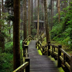 Sonne-Mond-See & Teeregion Alishan ab Taipei: Taiwan Alishan Fenqihu Wanderweg