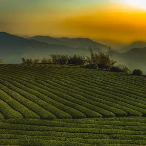 Große Taiwan Mietwagenreise ab Taipei: Taiwan Alishan Teehügel