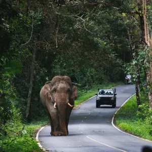 Isan - der verborgene Schatz Thailands ab Bangkok: Thailand Khao Yai Nationalpark