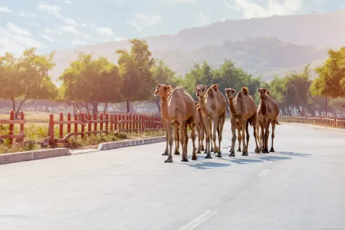 Salalah