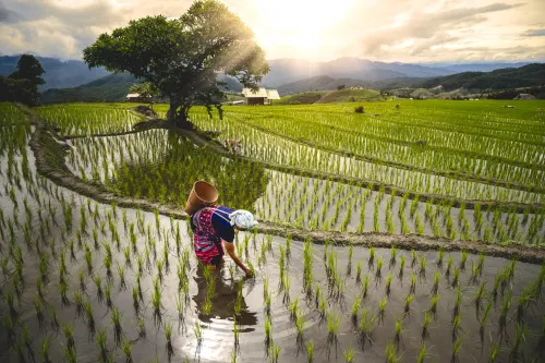 Chiang Mai