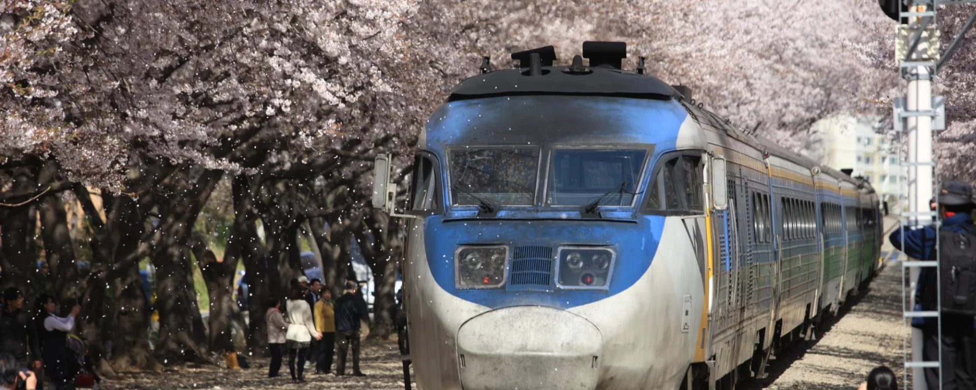 Südkorea individuell mit dem Zug ab Seoul: Suedkorea Zug Kirschbluete
