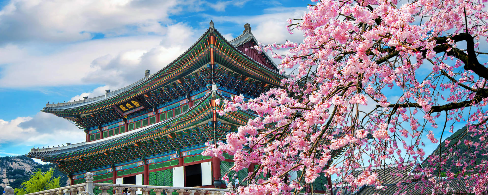 Südkorea entdecken mit Tischler Reisen: Südkorea Seoul Kirschblüte