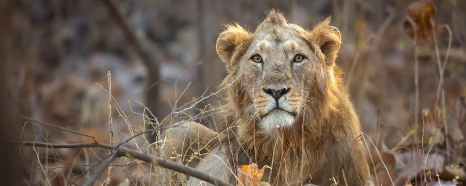 Gujarat - Land der Löwen und Legenden ab Gujarat | Ahmedabad: Indien Gujarat Gir Nationalpark