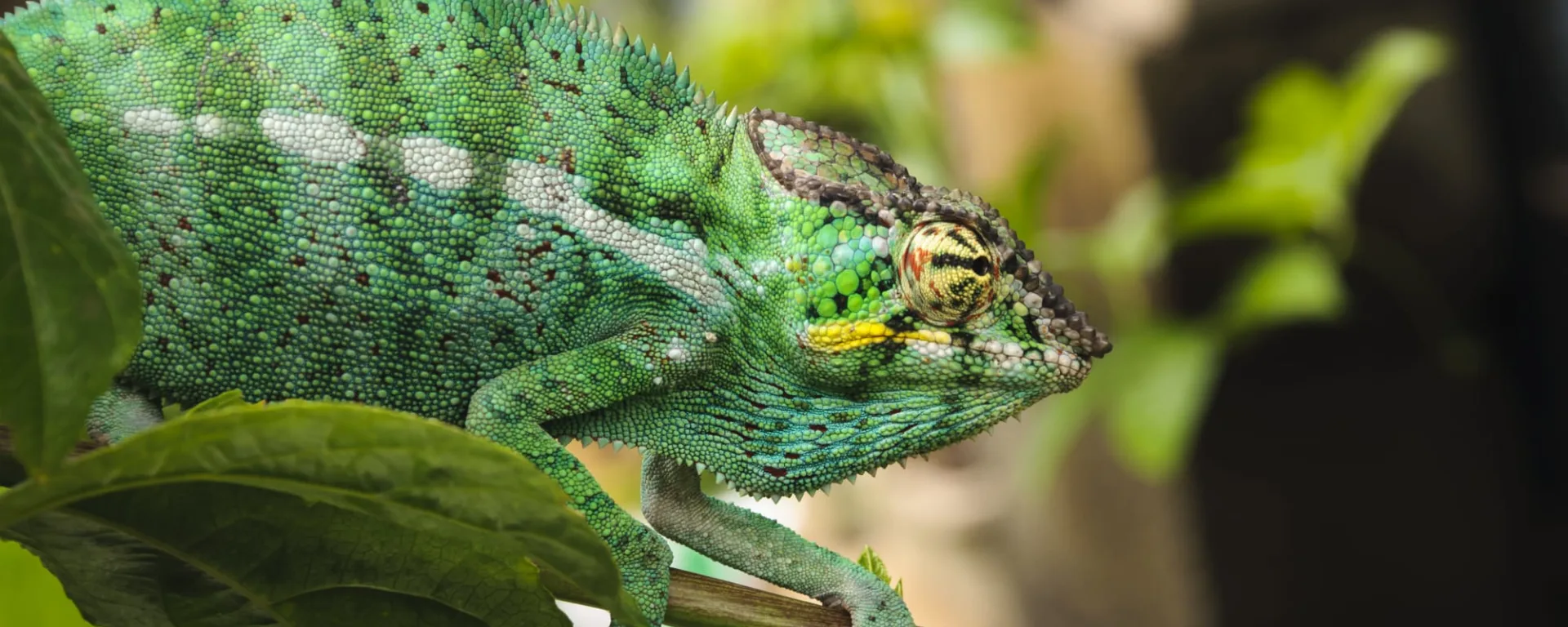 La Réunion entspannt entdecken ab Küstenregion: Reunion Chamäleon
