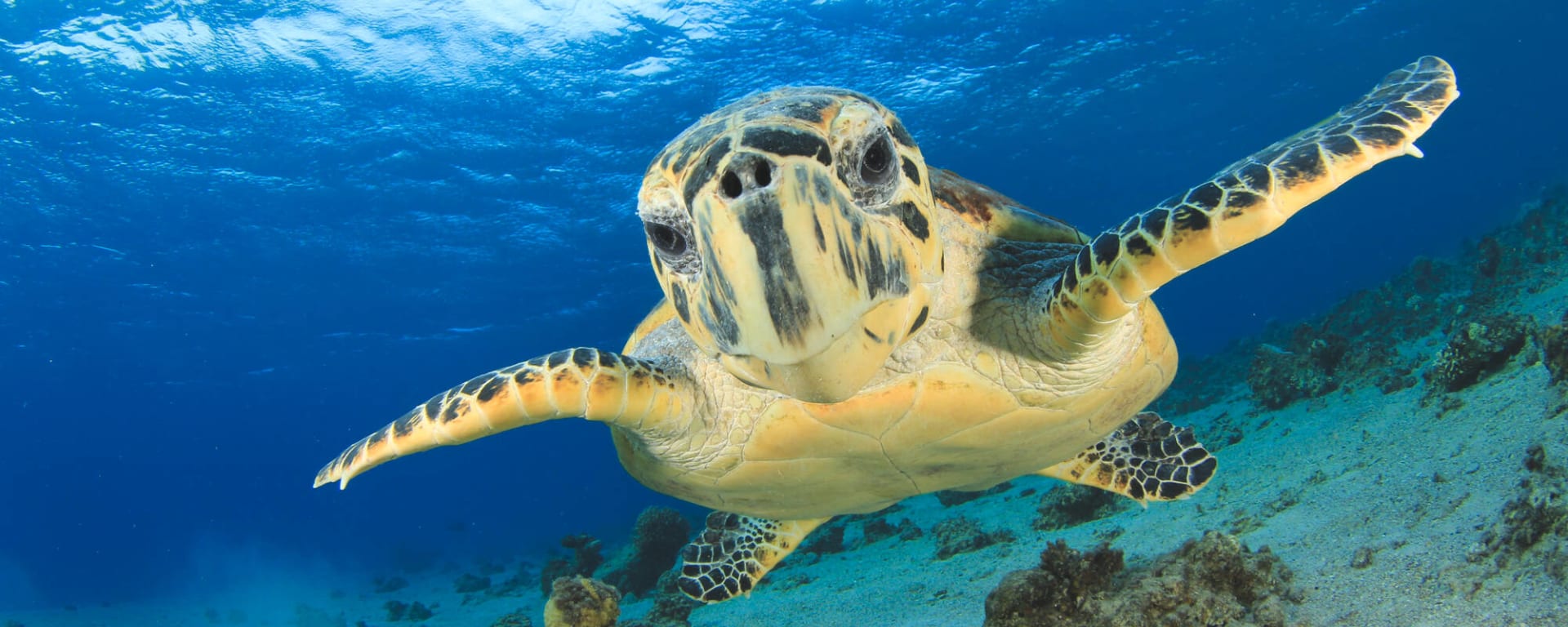 Inselhüpfen Praslin, La Digue & Mahé: Seychellen Unterwasser Schildkröte