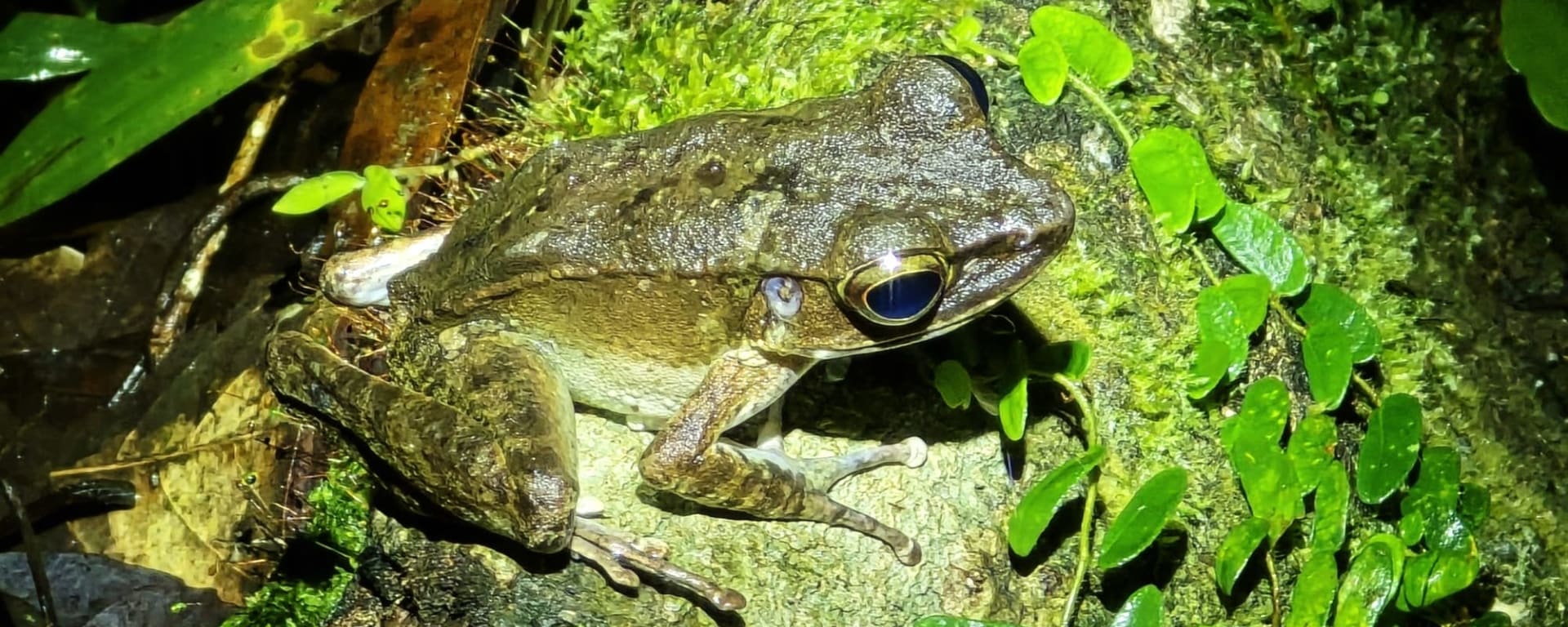 TaWOW: Abenteuer Borneo ab Tawau: TaWOW: Abenteuer Borneo