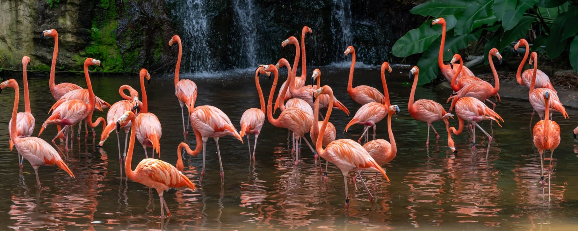 Zoo-Nacht-Safari, EN, Halbtägig in Singapur: Singapur Flamingos
