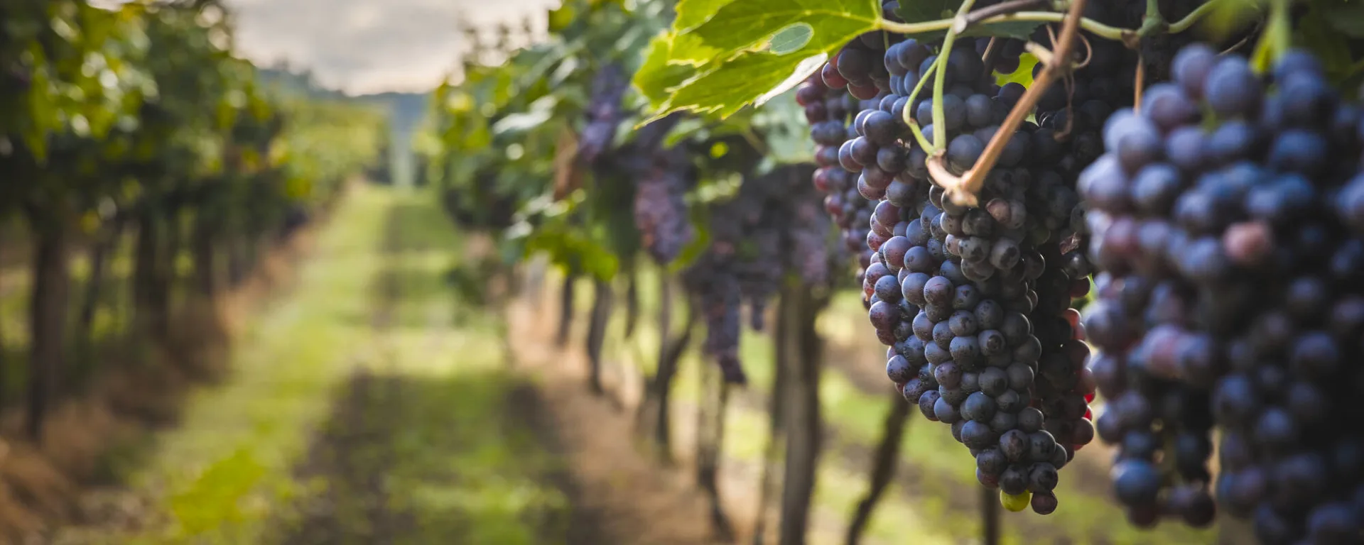 Bengalurus Weinberge ab Karnataka | Bengaluru: Indien Bengalurus Weinberge