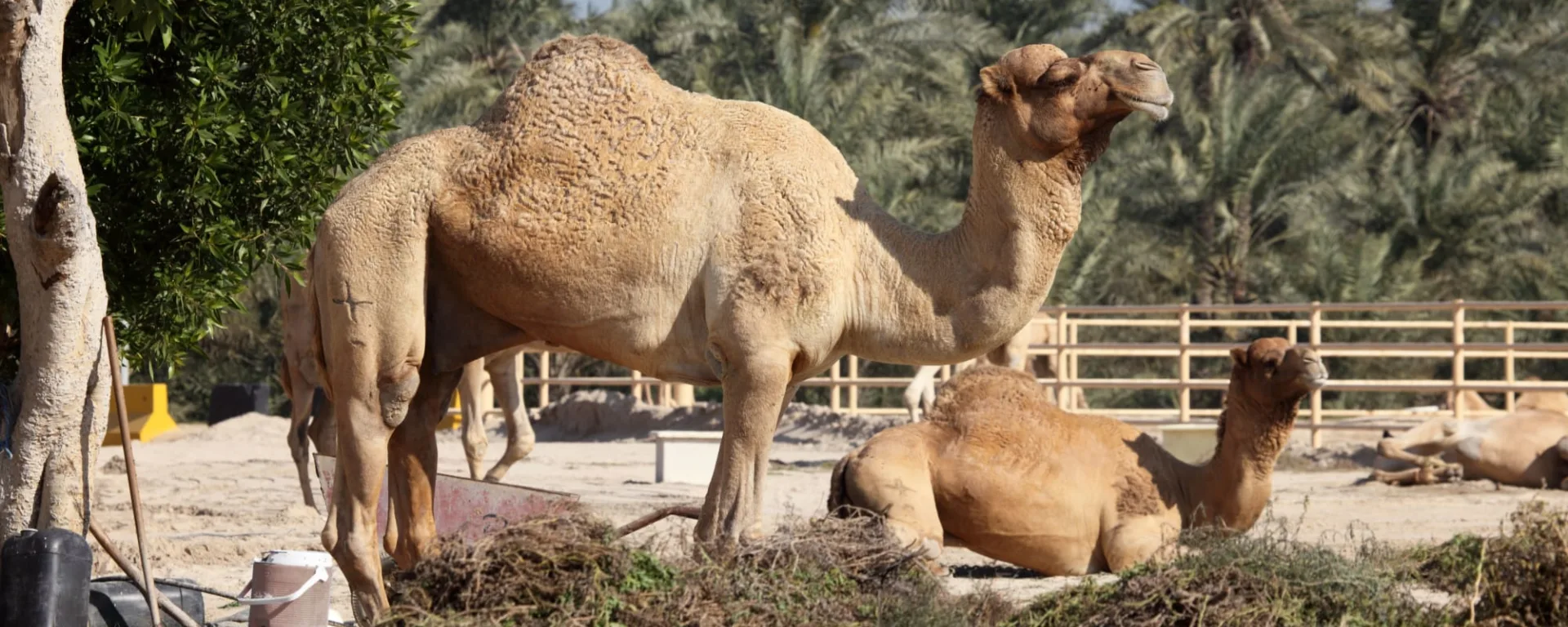 Bahrain mal anders, EN, Halbtägig in Manama: Bahrain Kamelfarm