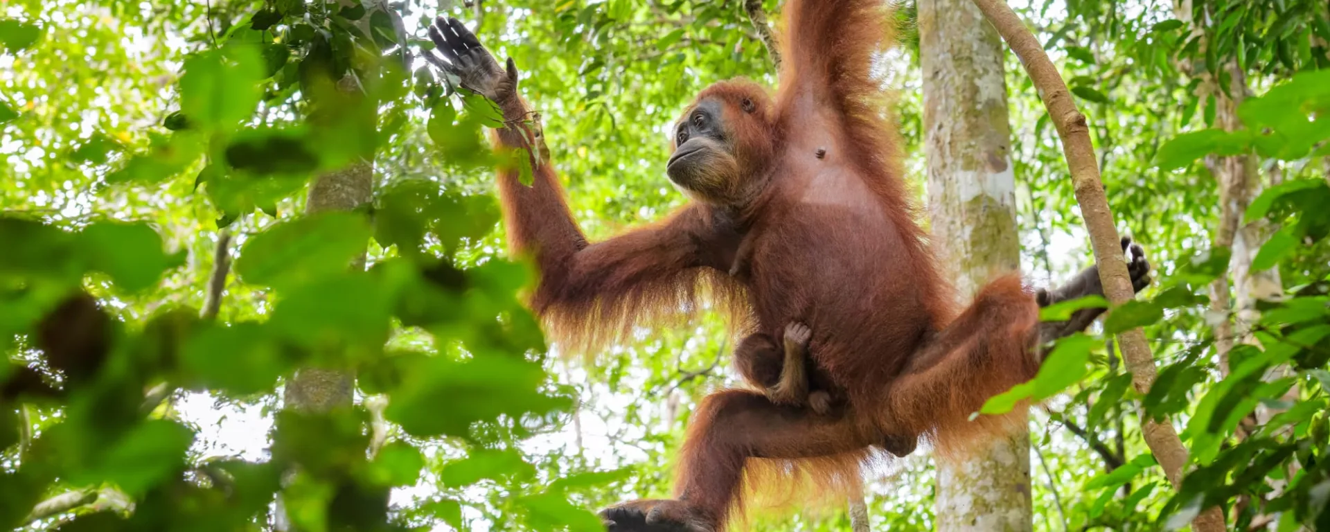 Im Reich der Orang Utans - Kurztour Gunung Leuser NP ab Medan: Indonesien Sumatra Orang Utan