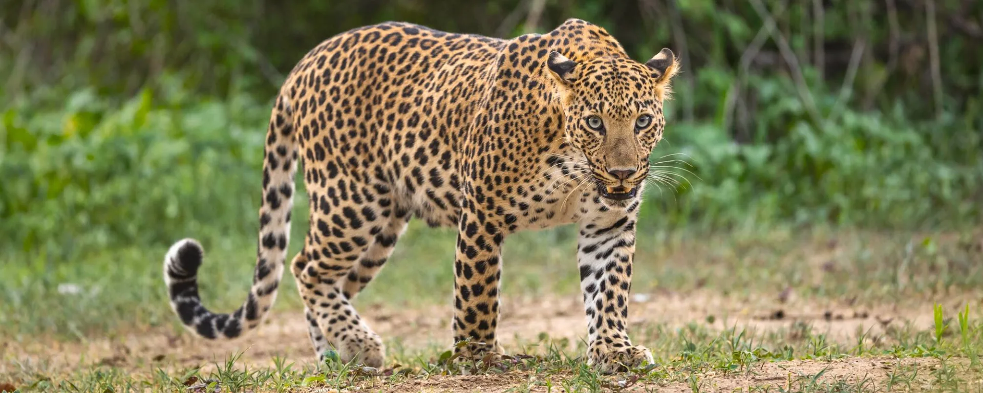 Wildes Jawai ab Jodhpur | Jaisalmer: Indien Nationalpark Leopard
