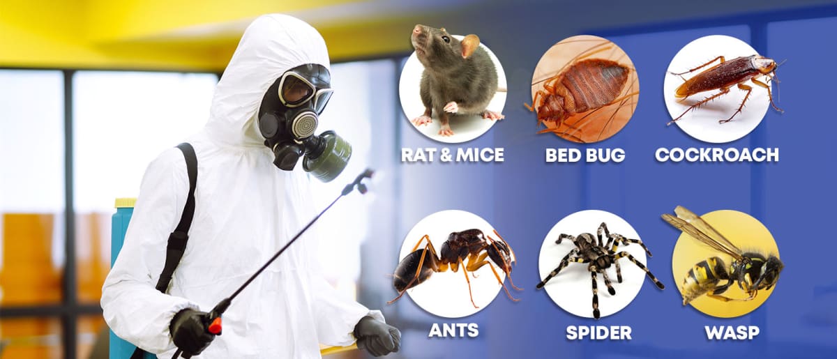 Service de lutte antiparasitaire professionnel