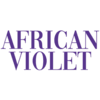 African Violet