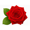 Rose Rouge-avatar
