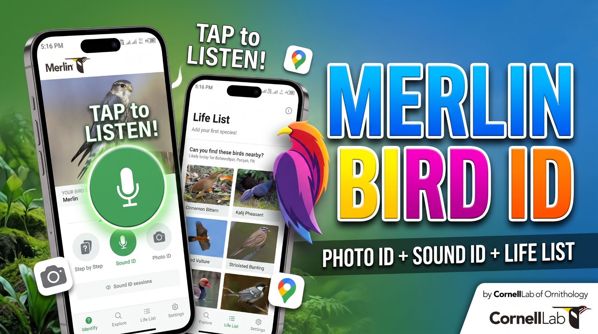 Merlin Bird ID