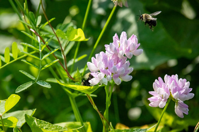 bees-having-breakfast