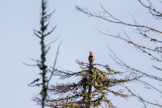 flicker-on-conifer