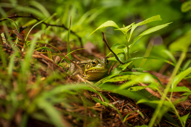 frog-in-grass